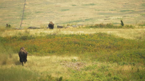 Turistas-En-El-Rango-Nacional-De-Bisontes-Parando-Para-Que-Los-Bisontes-Crucen-La-Carretera,-Posibilidad-Remota