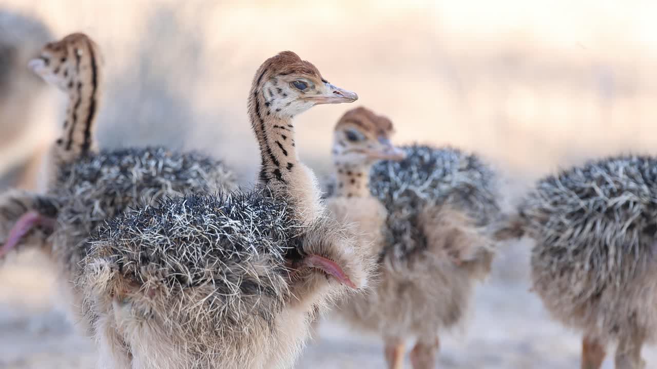 Medium closeup of ostrich chicks standing close together, turning their heads and spreading their wings in the heat of the day, Kgalagadi Transfrontier Park