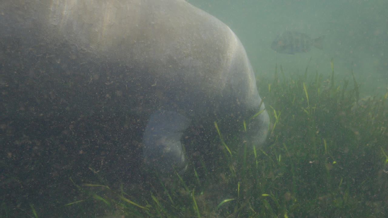 perfil lateral del manatí comiendo algas verdes