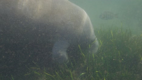 manatee side profile eating green seaweed