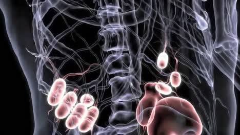 detailed visualization of the human abdominal cavity showing internal organs, blood vessels, and their complex interactions in a dynamic system
