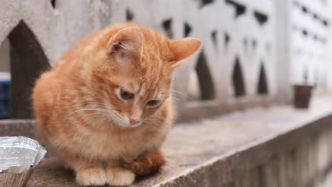 close-up of a cute orange cat sitting