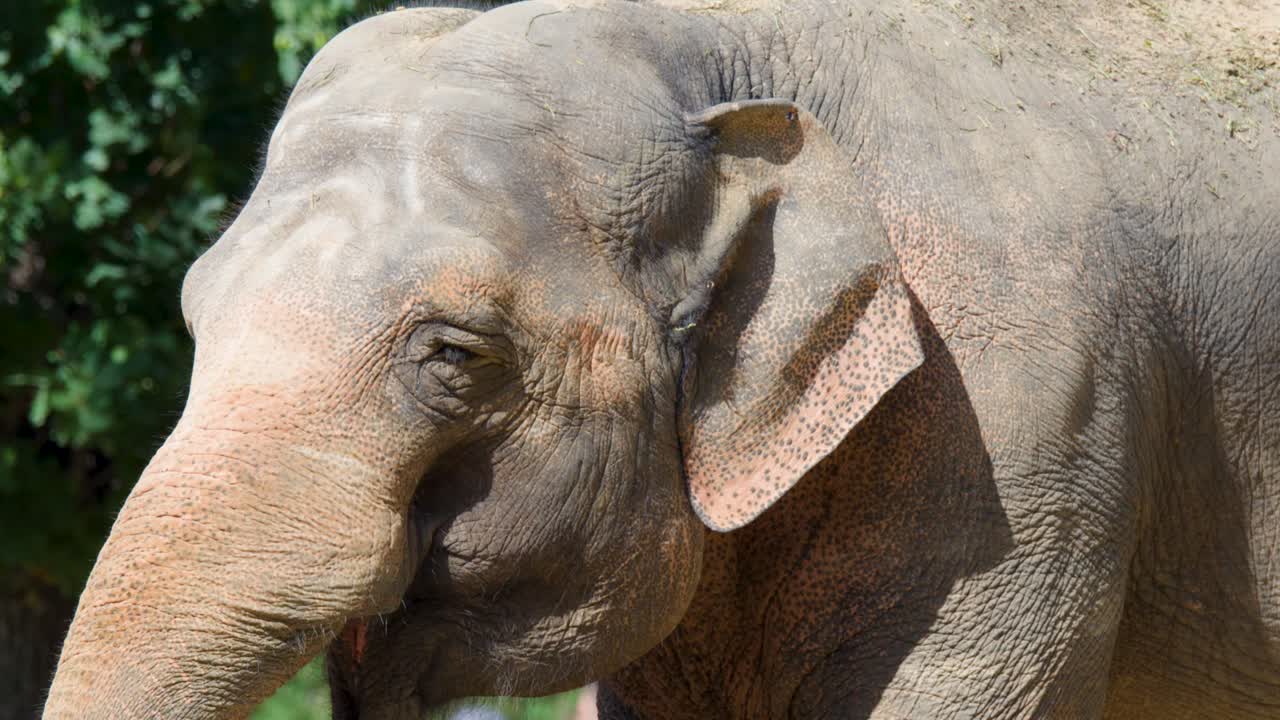 Asian elephant stands quietly in daylight, side profile, natural zoo habitat, minimal camera movement