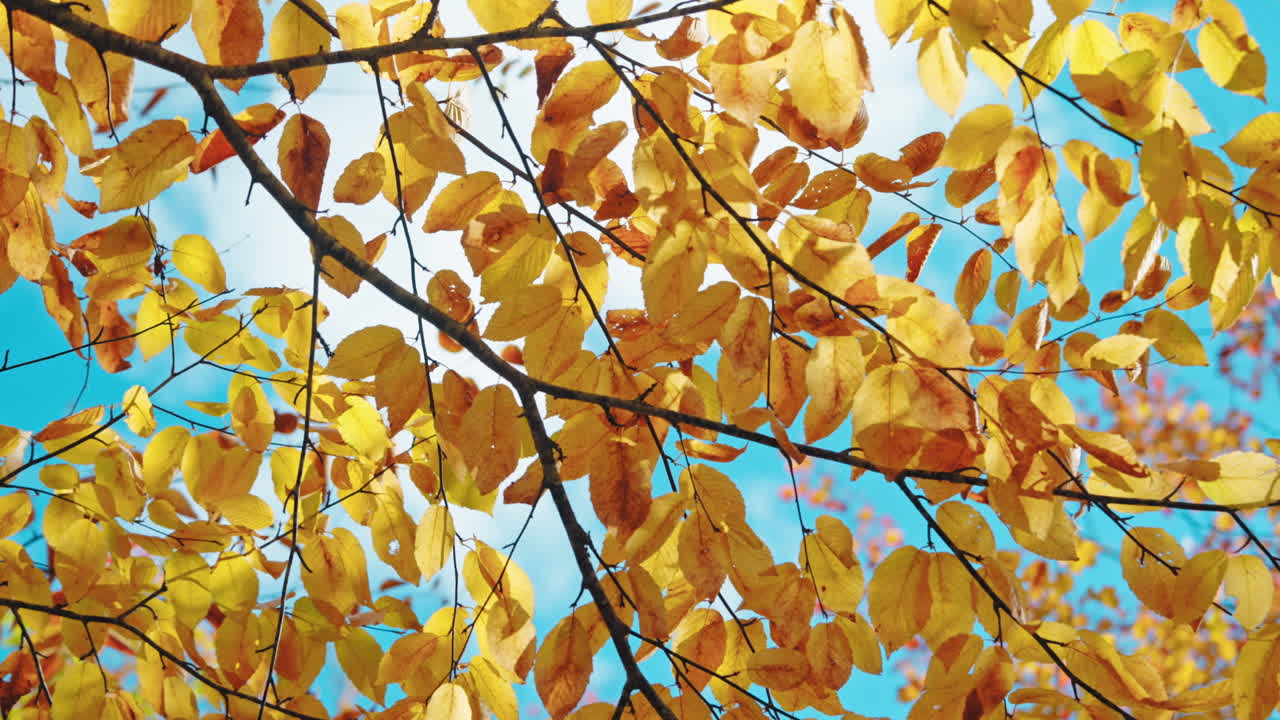 Colorful autumn tree foliage in the forest. Sun rays coming through the leaves.
