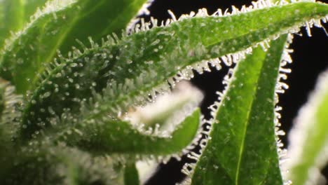 extreme closeup of weed blossom