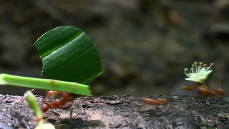 leafcutter ants carrying pieces of leaves and flowers over a treestump in the rainforest