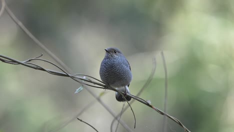 A-Plumbeous-Water-Redstart-fanning-its-tail-while-perched-on-a-vine-in-the-wind