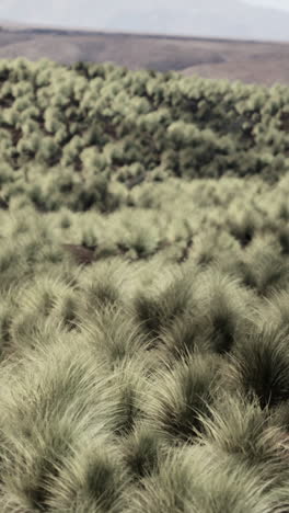 vast grassy field in arid landscape