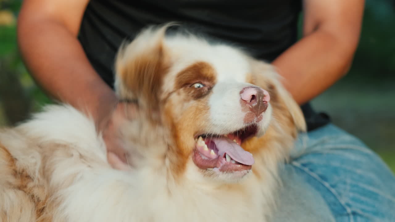 개와 장난치는 남자가 고개를 흔드는 슬로우 모션 비디오