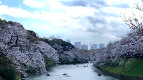 people enjoy navigating boats by the imperial palace moat at chidorigafuchi park with cherry blossom