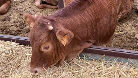 Vaca-Comiendo-Heno-Y-Pasto-Seco,-Animales-En-Una-Granja-En-España,-De-La-Granja-A-La-Mesa,-Agricultura-Ecológica,-Toma-De-4k