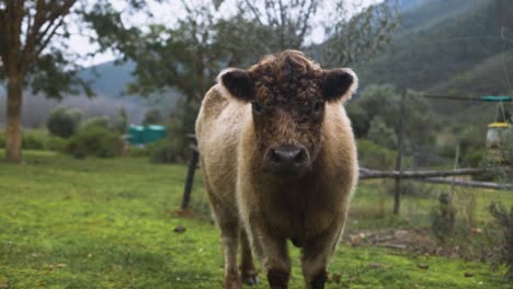 Zeitlupenaufnahme-Einer-Flauschigen-Hochlandkuh,-Die-Auf-Der-Farm-In-Die-Kamera-Starrt