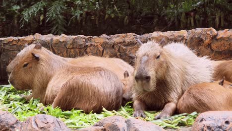 capíbaras relajándose y comiendo