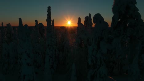 aerial view through silhouette snow covered trees, revealing endless arctic wilderness of lapland - rising, drone shot