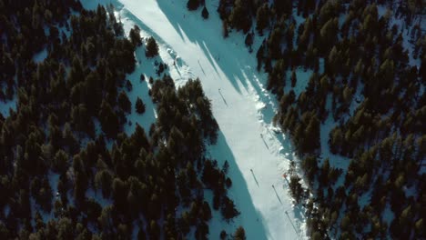 skiers parallel skiing downhill on snow mountain tree slope, aerial top down view