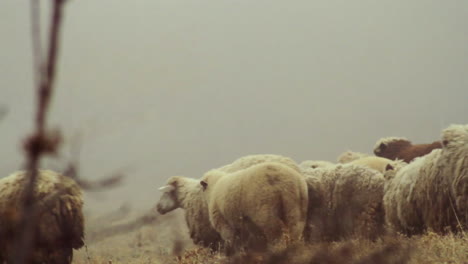 ovejas en un campo de niebla