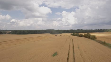 Drohnenansicht-Eines-Goldenen-Weizenfeldes