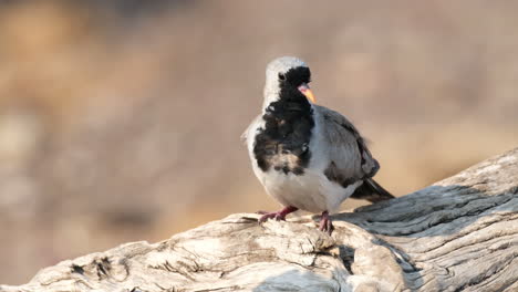 Closeup-Of-Namaqua-Dove-Perched-On-Wood-In-Sunlight