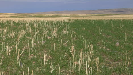 a winds flows through the harvested fields of a rural farm