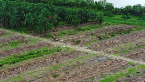 commercial farming carryout canopy management by pruning and clearing out old aged oil palm tress to maximise yield and increase productivity, farmlands along sungai dinding river, perak, malaysia