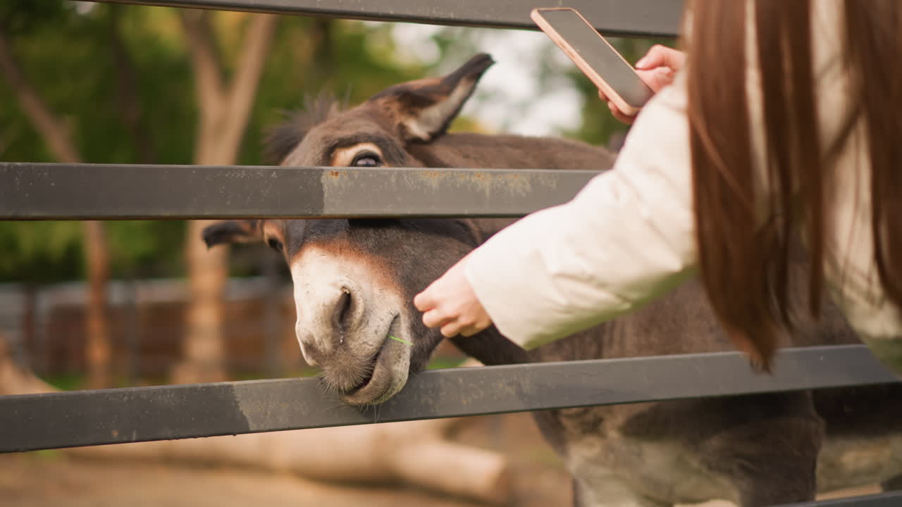 menina caucasiana acariciando um burro na cerca, longos cabelos castanhos inclinados sobre as traves de madeira para acariciar suavemente o focinho do burro, plano de fundo sereno de fazenda com luz solar quente, momento íntimo de cuidado com o animal, visitante criando laços