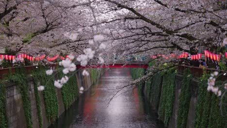 Festival-De-Sakura-Matsuri-En-Nakameguro,-Tokio-Japón