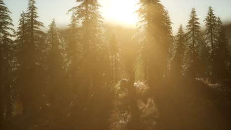 Macho-De-Ciervo-En-El-Bosque-Al-Atardecer