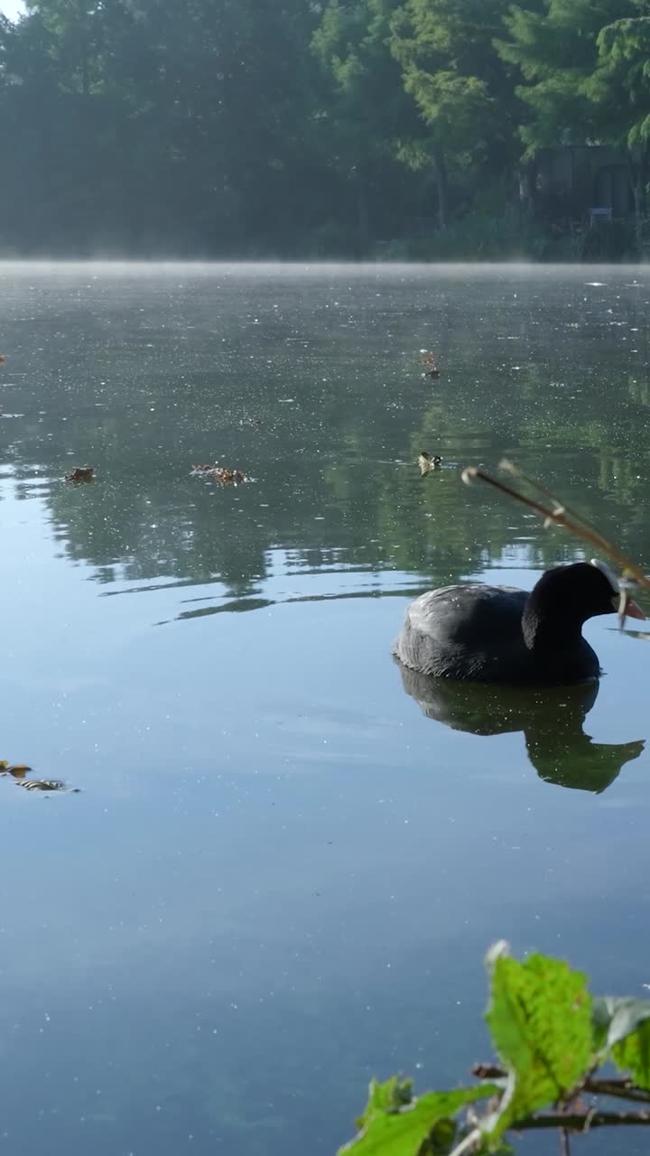 Coot swimming in a tranquil lake
