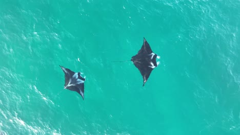 ascendiendo de arriba hacia abajo toma de dron de muchas rayas nadando en el agua clara del océano