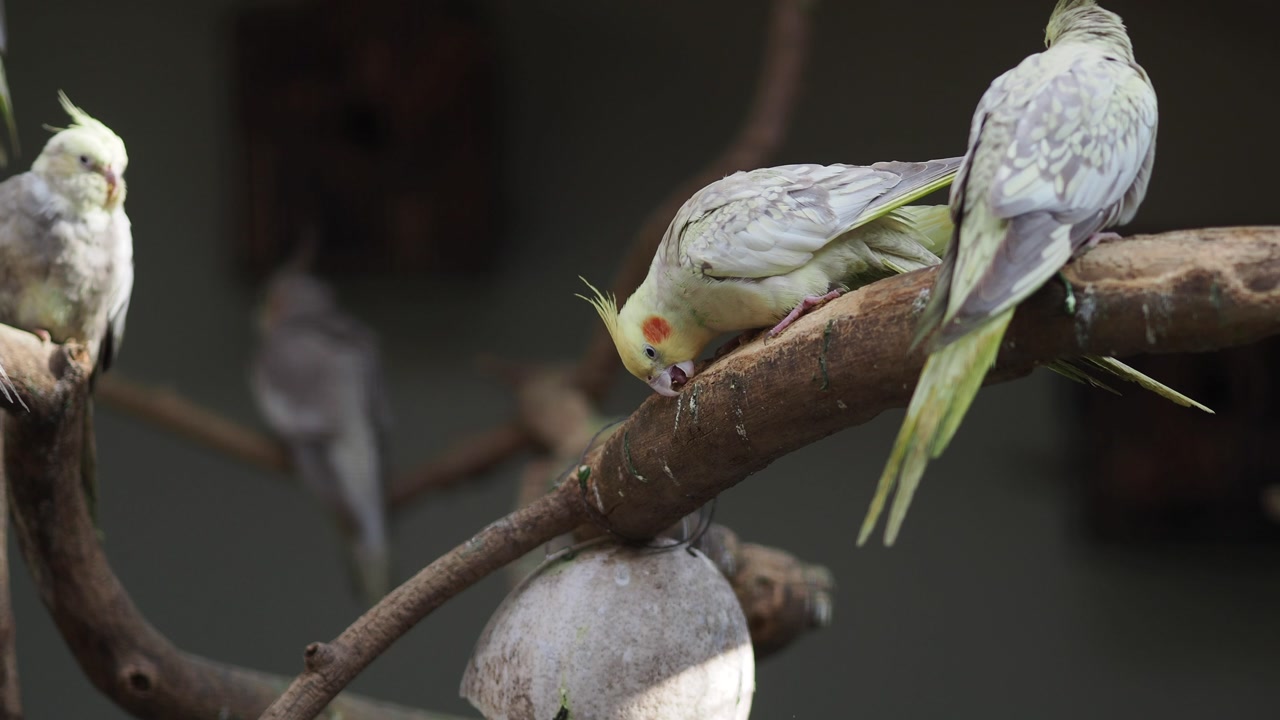 Cockatiel Birds Perched and Pecking on a Branch