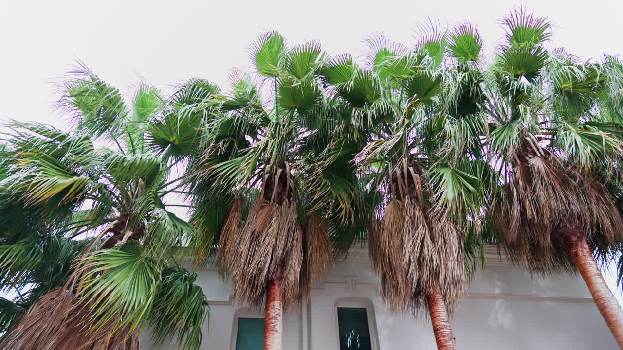 View of the leaves of palm trees moving in the wind with a white building on the background