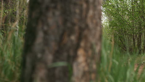 ground level view of senior man and woman running along forest trail