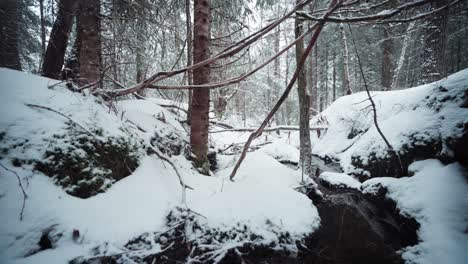 narrow stream through the mountain forest at winter