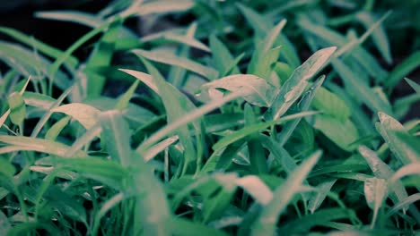 Green-leaves-in-the-wind-after-rain