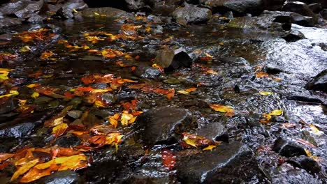 Corriente-De-Agua-Dulce-Que-Fluye-En-El-Arroyo-Con-Hojas-De-Otoño-Y-Piedras-De-Río---4k