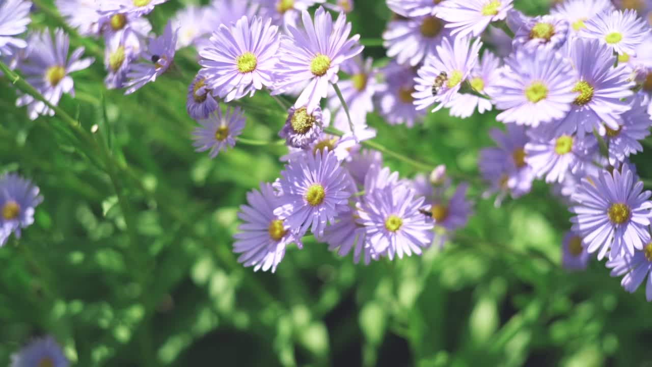 Honey Bee Hopping From One Aster To Another On A Sunny Day At The Kitayama Yuzengiku In Shiga, Kyoto, Japan