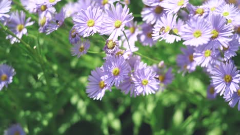 miel de abeja saltando de un aster a otro en un día soleado en el kitayama yuzengiku en shiga, kyoto, japón