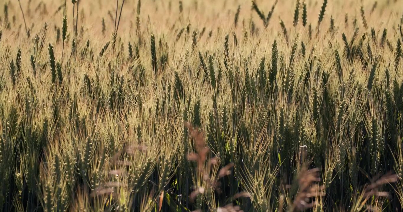 A cinematic slow-motion journey through Montana’s golden wheat fields, capturing locally grown grains, sweeping farmland landscapes, and warm color-graded golden hour moments