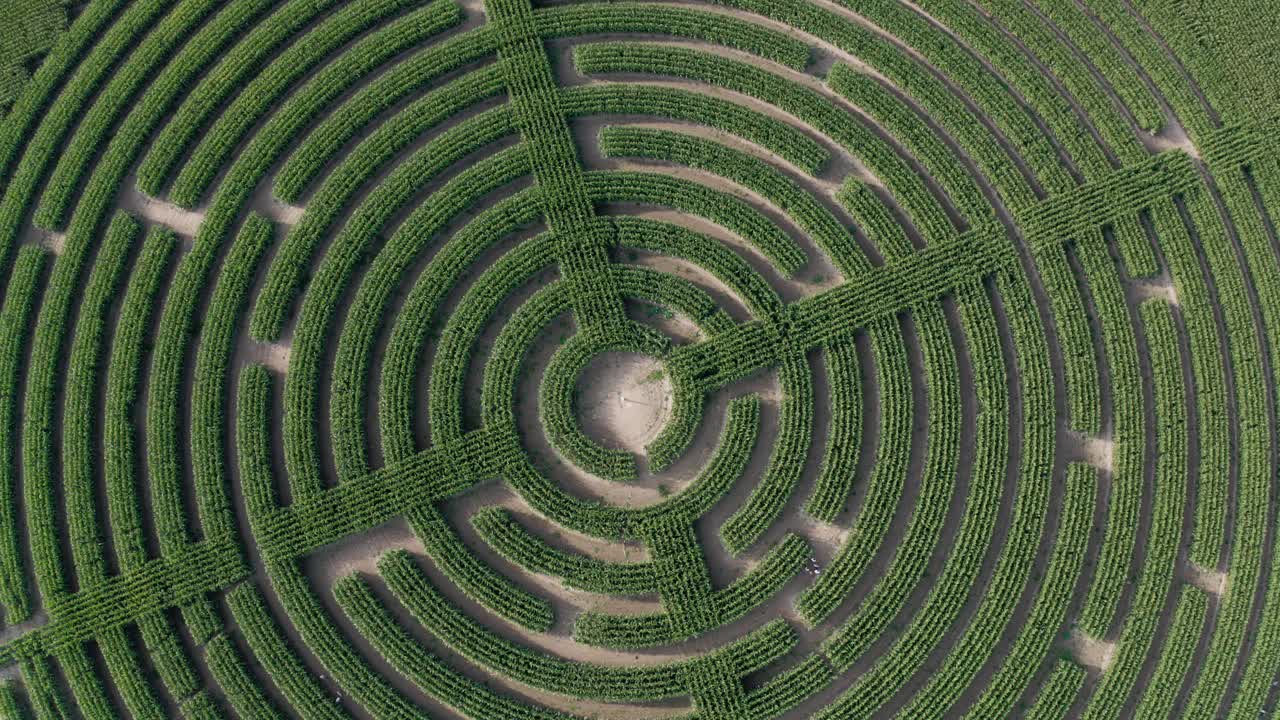 Smooth pan down aerial over a Labyrinth cut in to a field of corn
