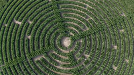 panorámica suave hacia abajo sobre un laberinto cortado en un campo de maíz