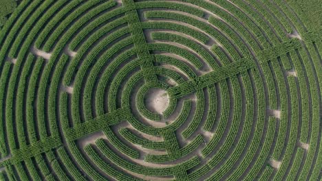 smooth pan down aerial over a labyrinth cut in to a field of corn