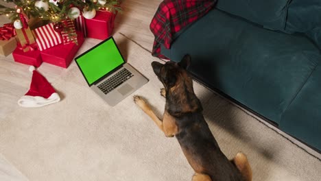 malinois bard acostado con una computadora portátil con pantalla verde vista superior. perro posando cerca de un árbol de pelaje decorado. concepto de vacaciones de año nuevo. cachorro entrenado mirando en el monitor de la computadora con llave de croma