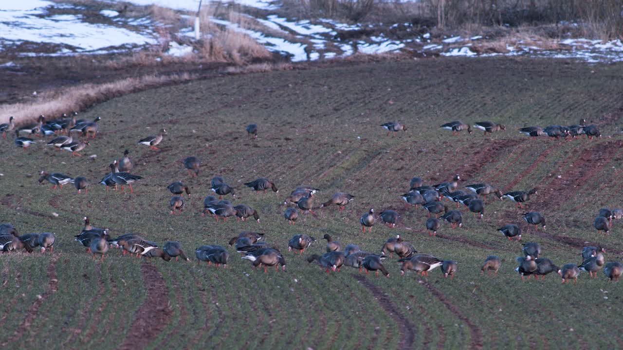 봄철 이동하는 동안 겨울 밀밭에 있는 흰머리 기러기 알비프론의 큰 무리