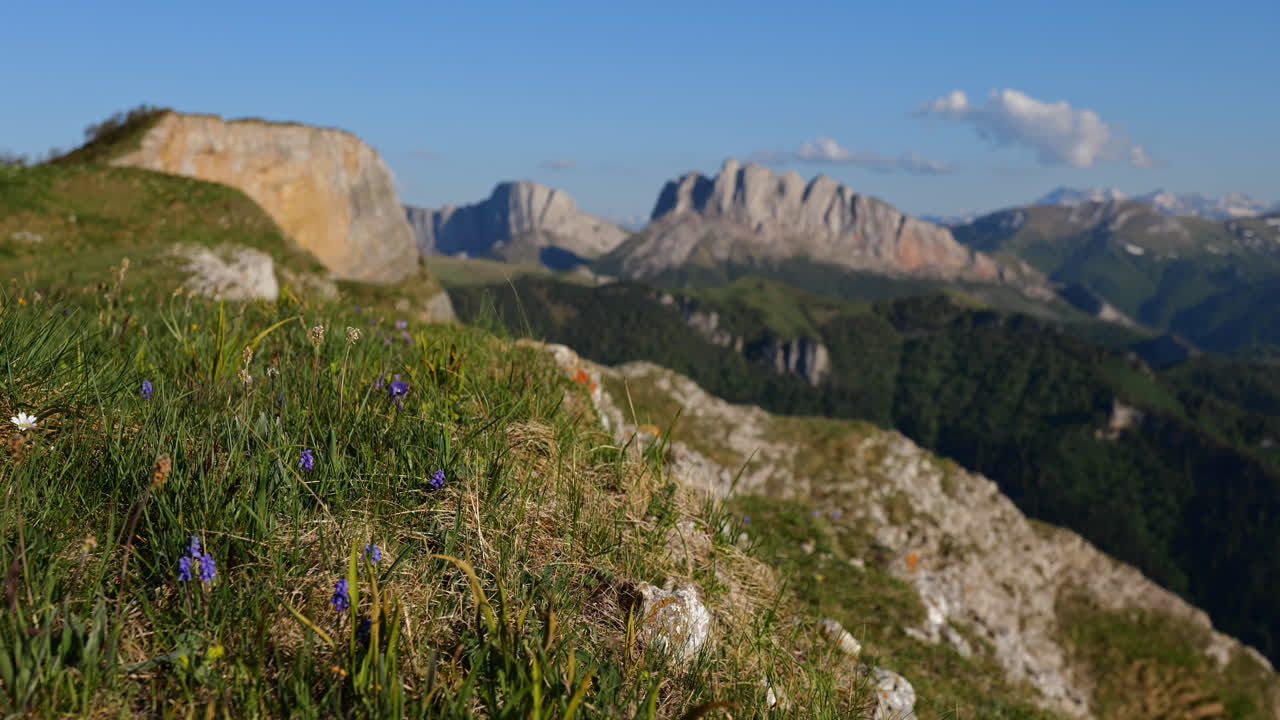 Purple wildflowers and weeds flutter in wind on grassy slope of kavkaz mountain