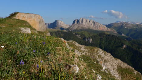 purple wildflowers and weeds flutter in wind on grassy slope of kavkaz mountain