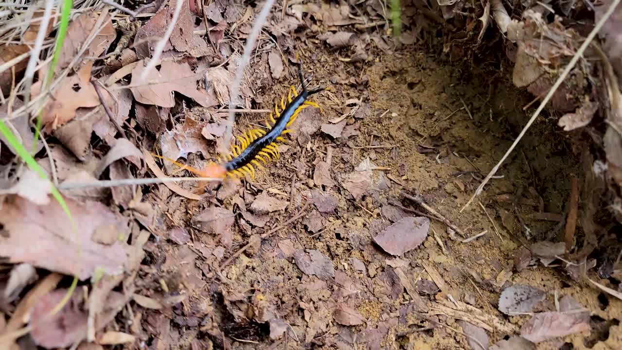 Centipede on soil and leaves