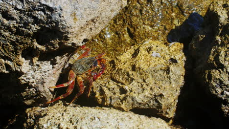 edge sits on a rock on the coast of the red sea