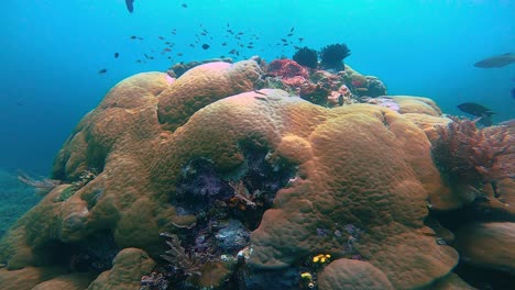 Cámara-Que-Rodea-Un-Gran-Bommie-De-Coral-Colorido-Con-Habitantes-De-Peces-En-Agua-Azul-Con-Rayos-De-Sol