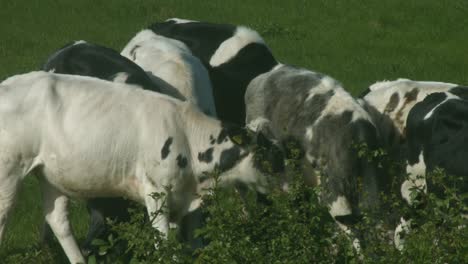 Un-Pequeño-Rebaño-De-Vacas-En-Un-Campo