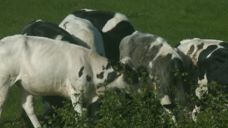 a small herd of cows in a field